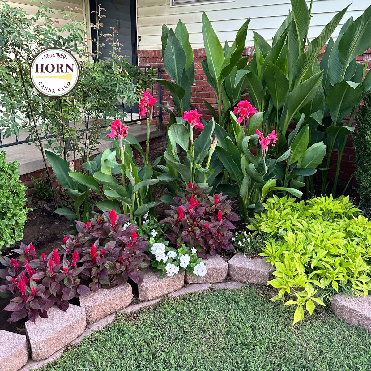 Pink Magic Canna Flower Bulbs