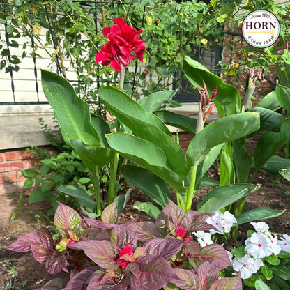 Pink Magic Canna Flower Bulbs