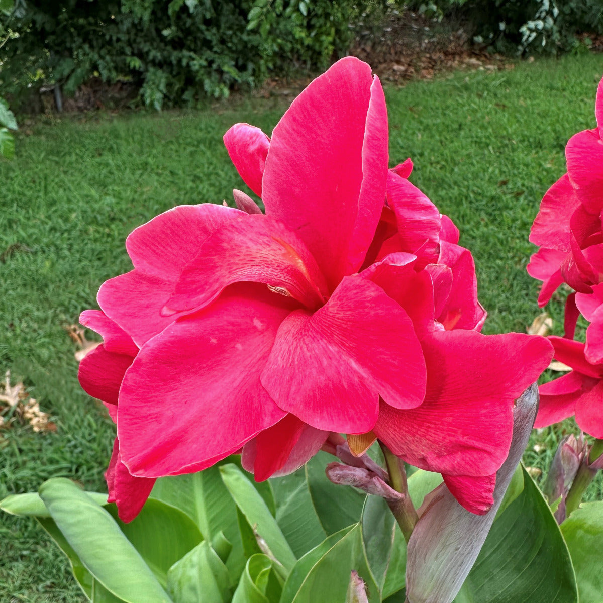 Pink Magic Canna Flower Bulbs