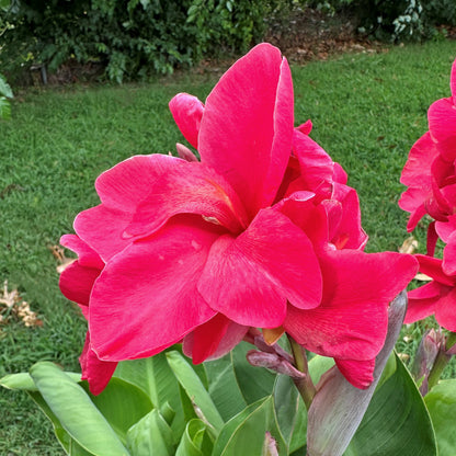 Pink Magic Canna Flower Bulbs