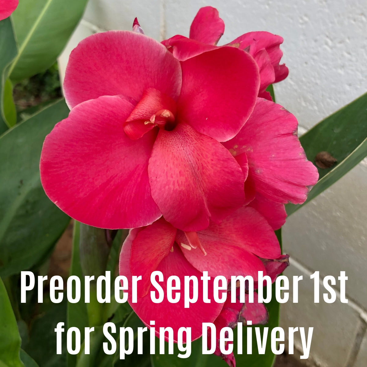 Pink Magic Canna Flower Bulbs