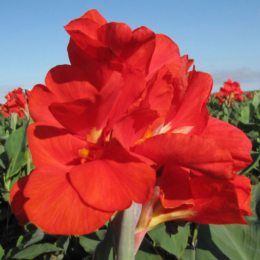 President Canna Flower Bulbs