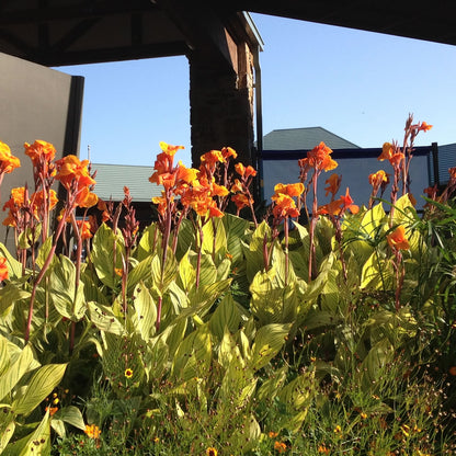 Pretoria Canna Flower Bulbs