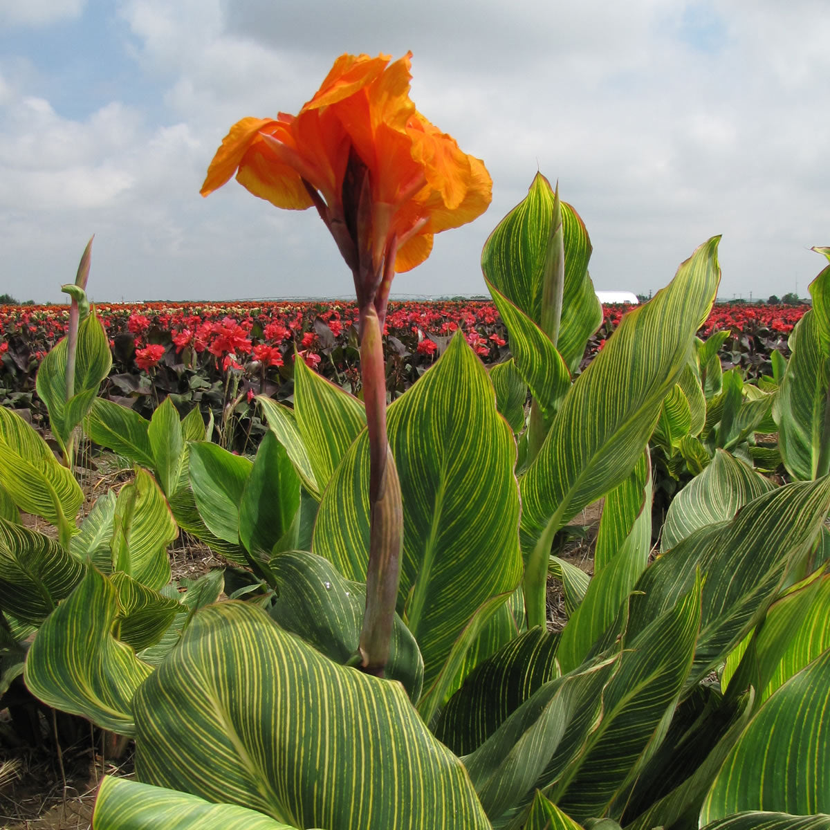 Pretoria Canna Bulbs – Horn Canna Farm