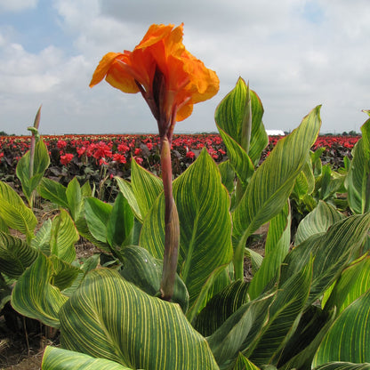 Pretoria Canna Flower Bulbs