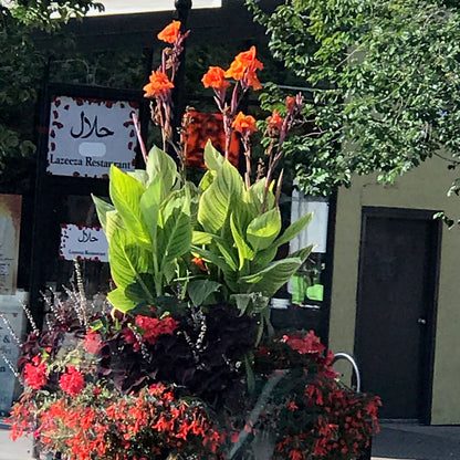 Pretoria Canna Flower Bulbs