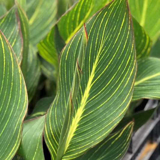 Pretoria Canna Plant