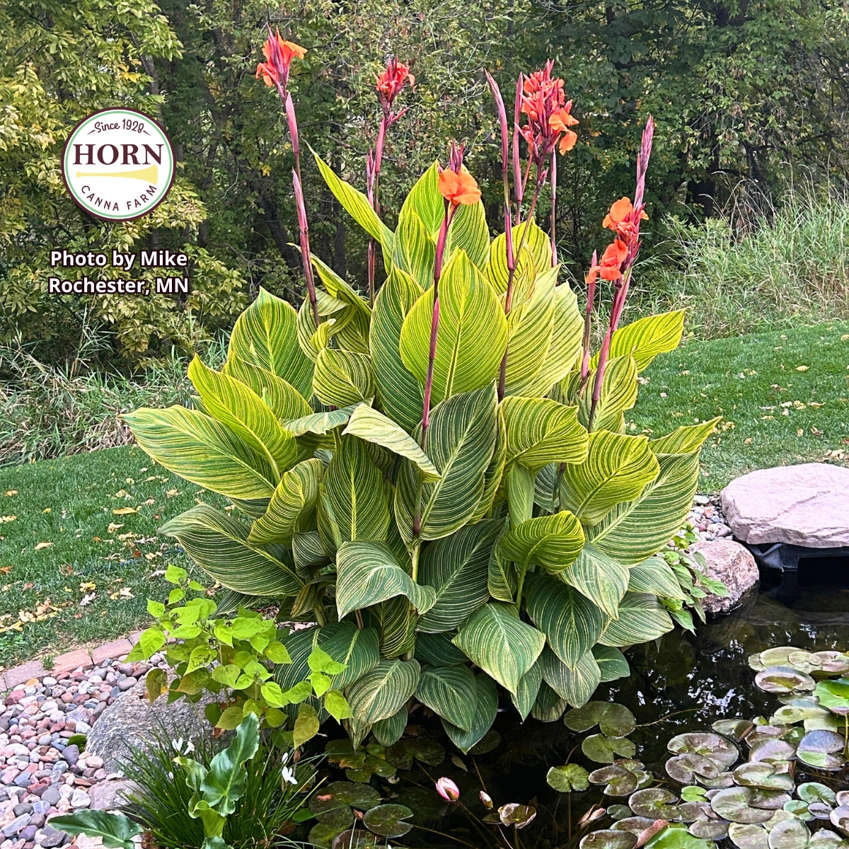 Pretoria Canna Bulbs – Horn Canna Farm