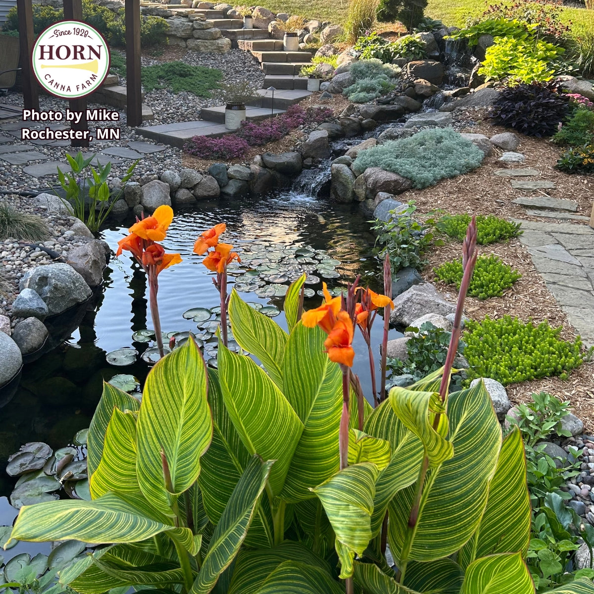 Pretoria Canna Bulbs – Horn Canna Farm