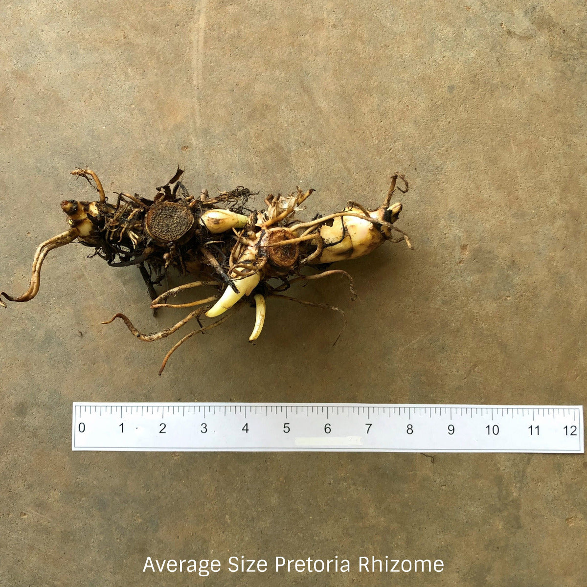 Pretoria Canna Flower Bulbs