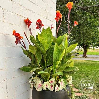 Pretoria Canna Flower Bulbs