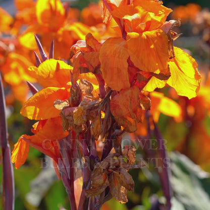 Musifolia Canna Flower Bulbs