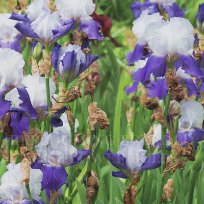 Gypsy Lord Reblooming Bearded Iris Flower Bulbs