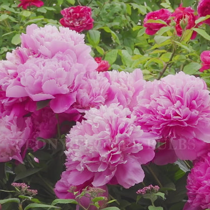 Sarah Bernhardt Peony Flower Bulbs