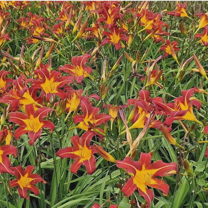Chicago Apache Daylily Flower Bulbs