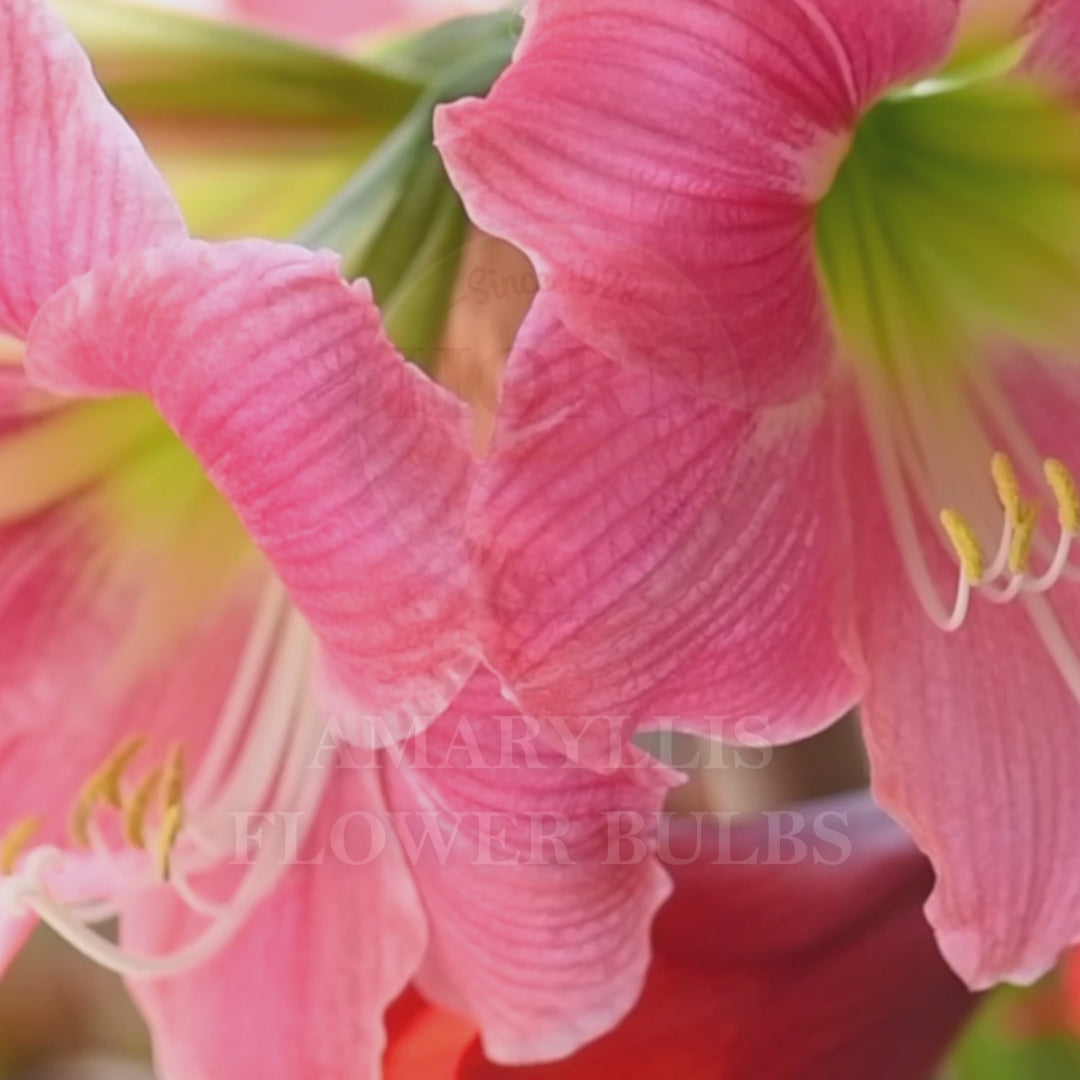 Evergreen Spider Amaryllis Flower Bulbs – Horn Canna Farm