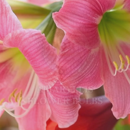 Double Dream Double Amaryllis Flower Bulbs