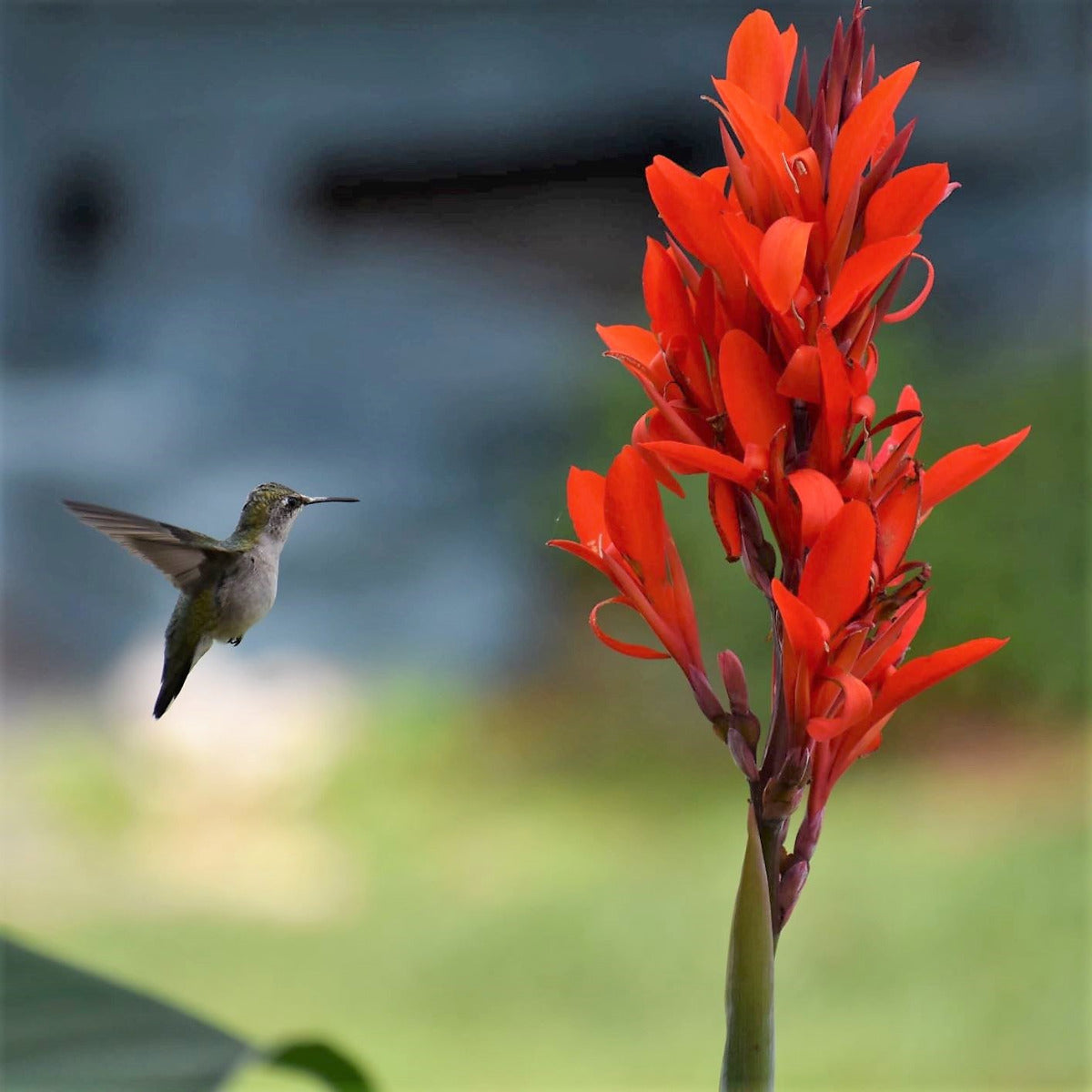 Robert Kemp Canna Flower Bulbs