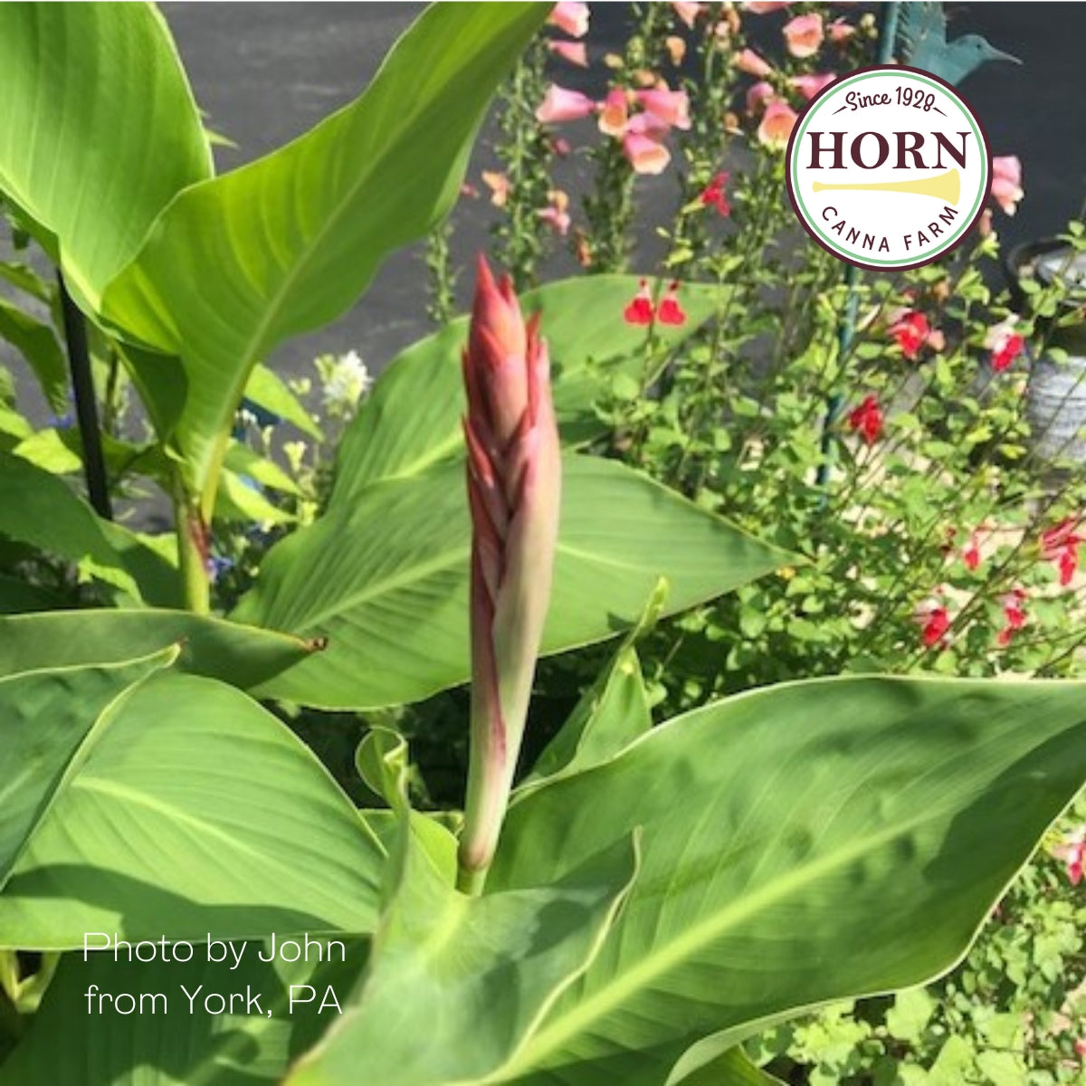 Robert Kemp Canna Flower Bulbs