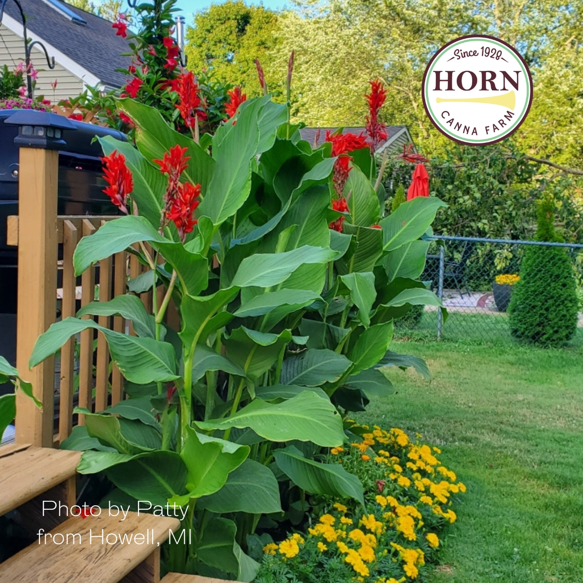 Robert Kemp Canna Flower Bulbs