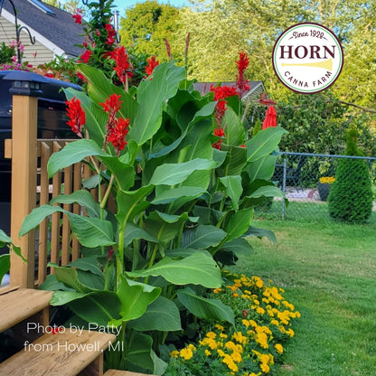 Robert Kemp Canna Flower Bulbs