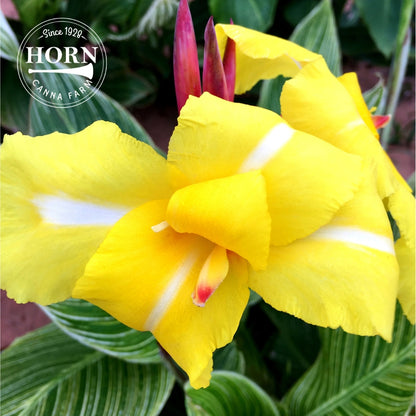 Striped Beauty Canna Flower Bulbs