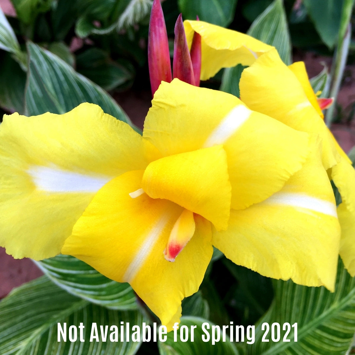 Striped Beauty Canna Flower Bulbs