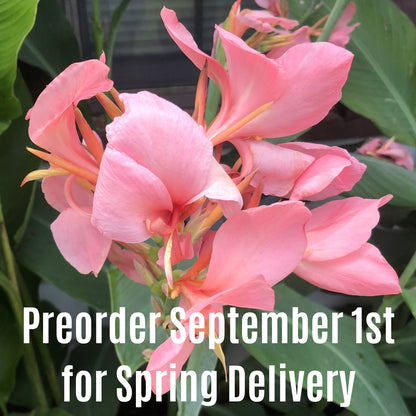 Thai Pink Canna Flower Bulbs
