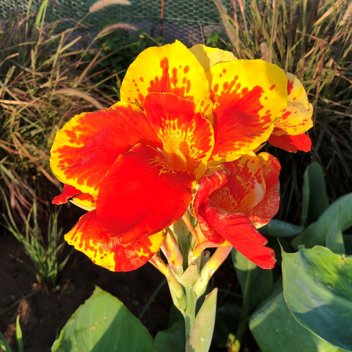 Thai Sunray Canna Flower Bulbs