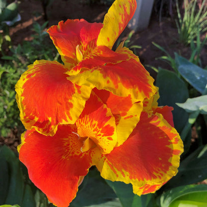 Thai Sunray Canna Flower Bulbs