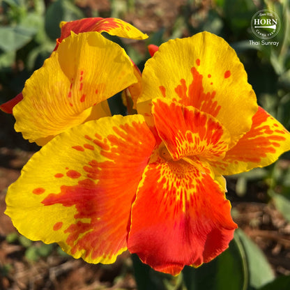 Thai Sunray Canna Flower Bulbs