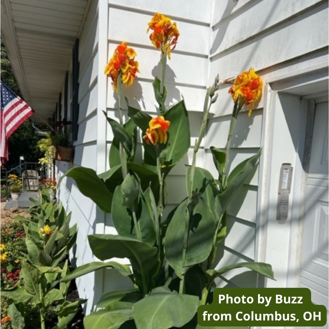 Thai Sunray Canna Flower Bulbs