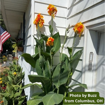 Thai Sunray Canna Flower Bulbs