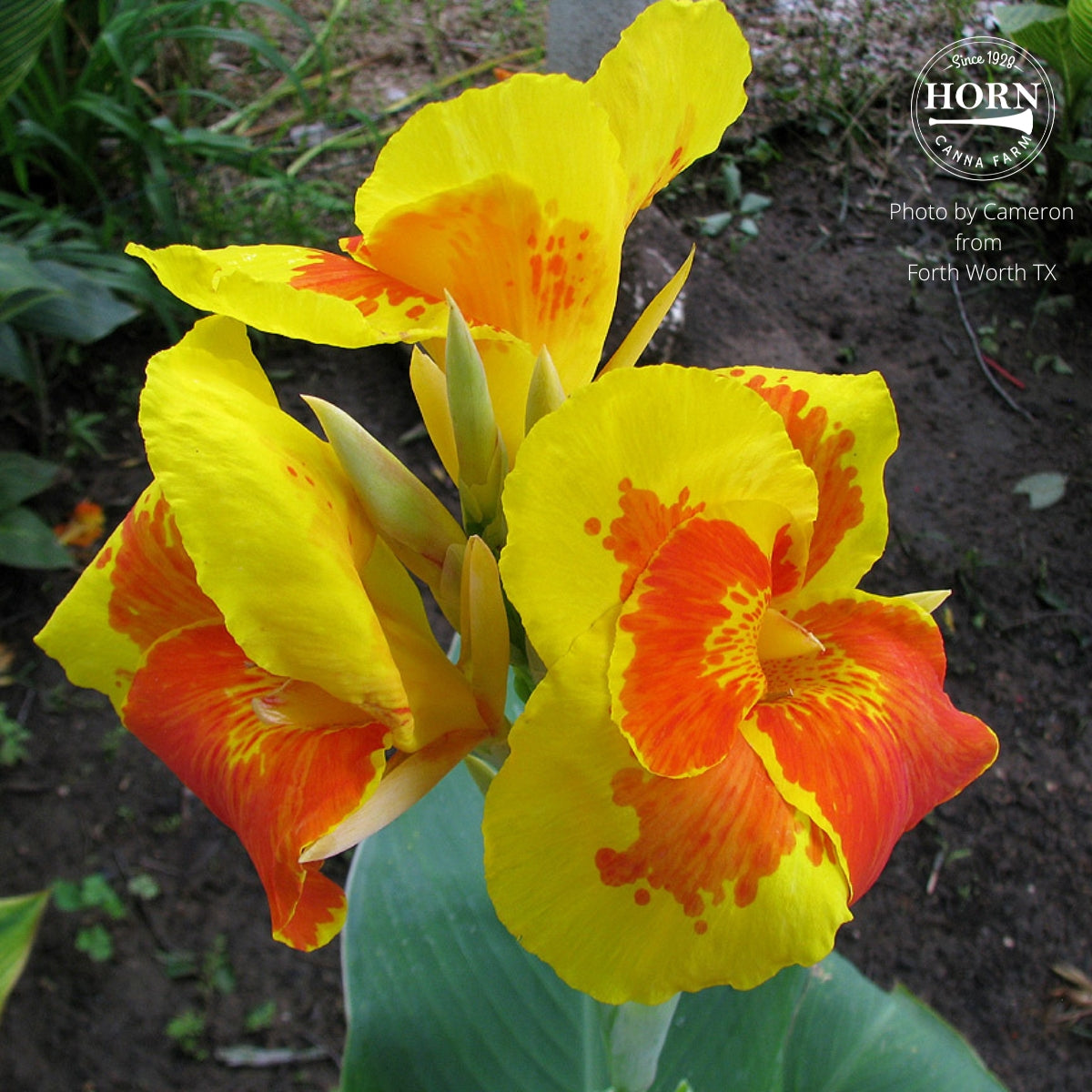 Thai Sunray Canna Flower Bulbs