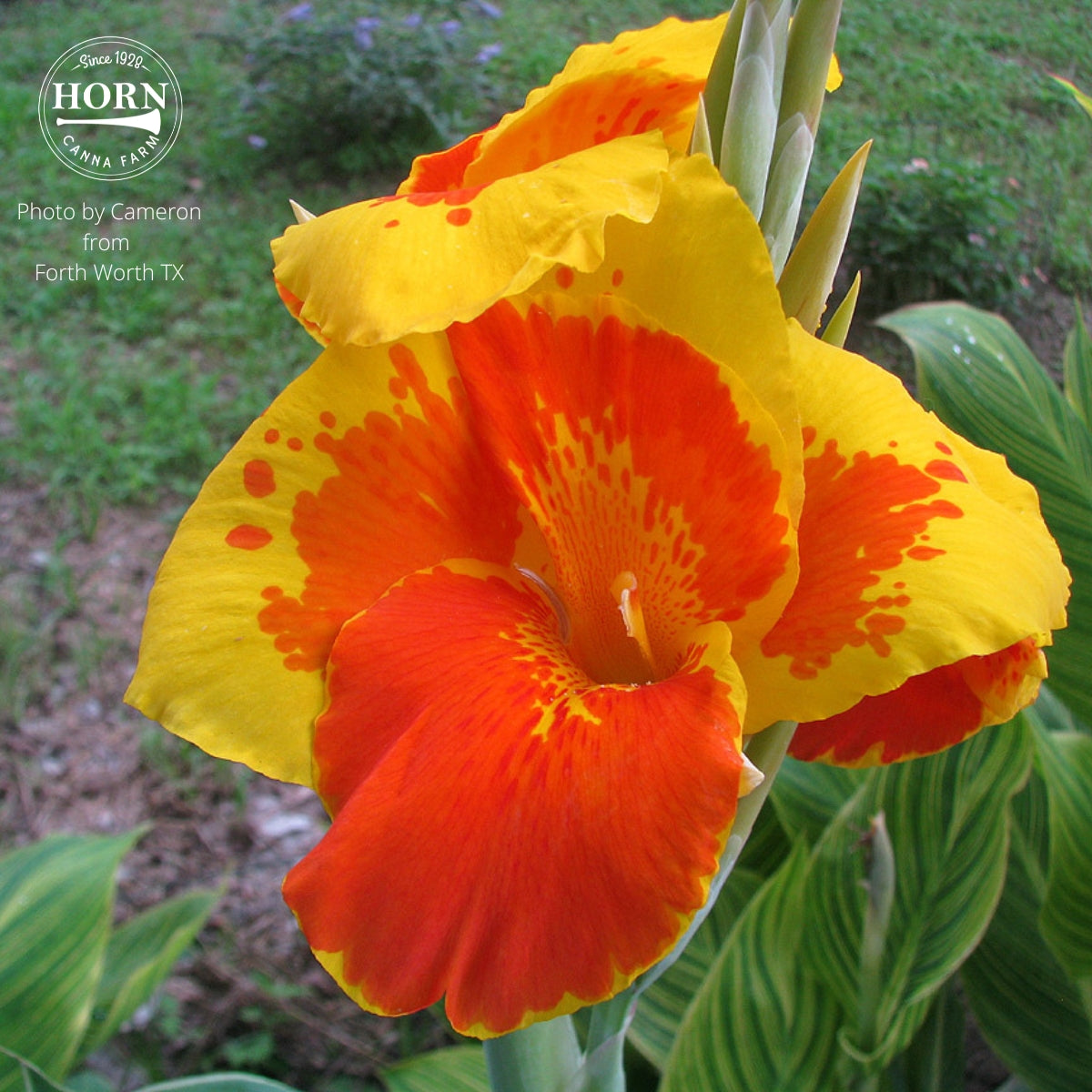 Thai Sunray Canna Flower Bulbs