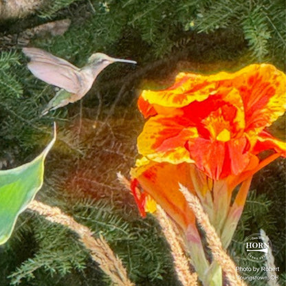 Thai Sunray Canna Flower Bulbs