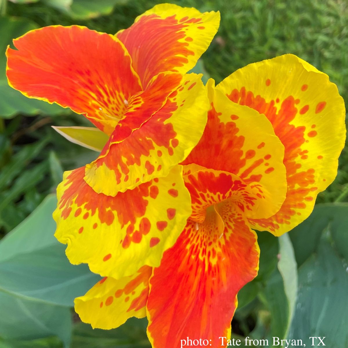 Thai Sunray Canna Flower Bulbs