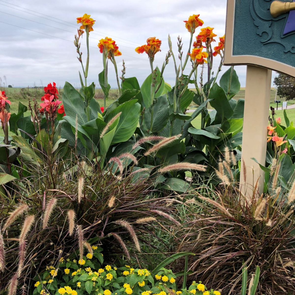 Thai Sunray Canna Flower Bulbs