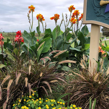 Thai Sunray Canna Flower Bulbs