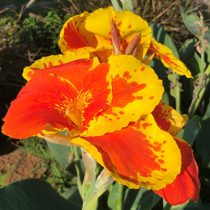 Thai Sunray Canna Flower Bulbs