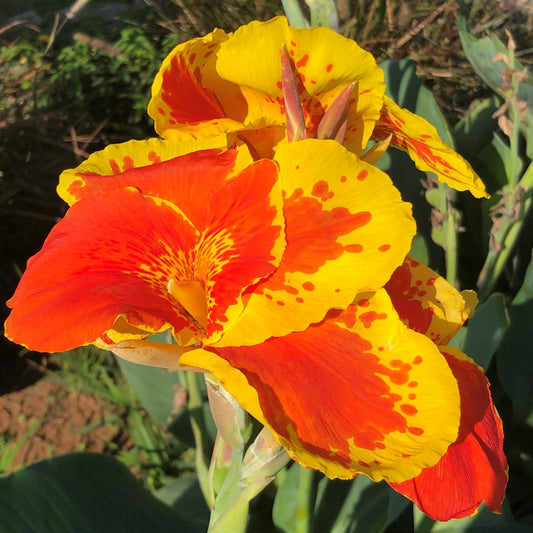 Thai Sunray Canna Flower Bulbs