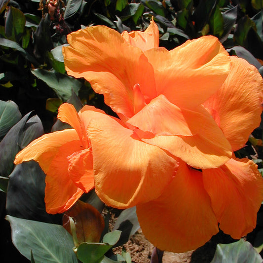 Wyoming Canna Flower Bulbs