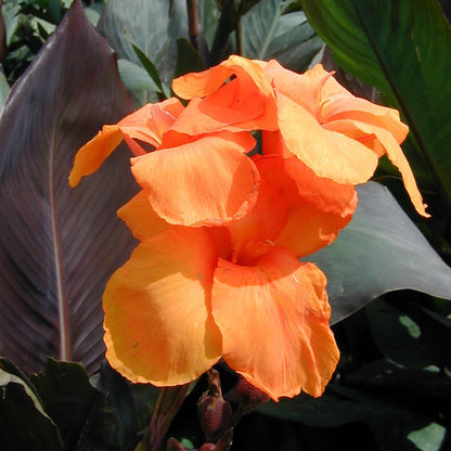 Wyoming Canna Flower Bulbs