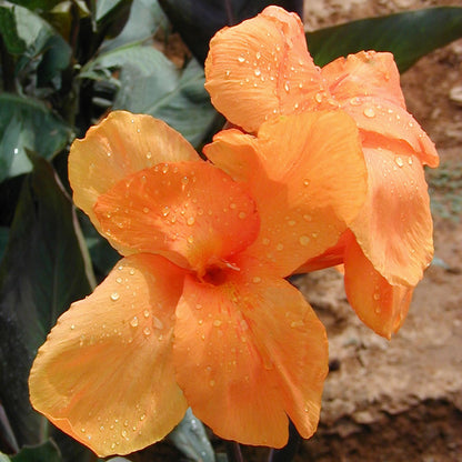 Wyoming Canna Flower Bulbs