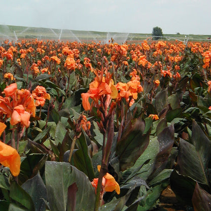 Wyoming Canna Flower Bulbs