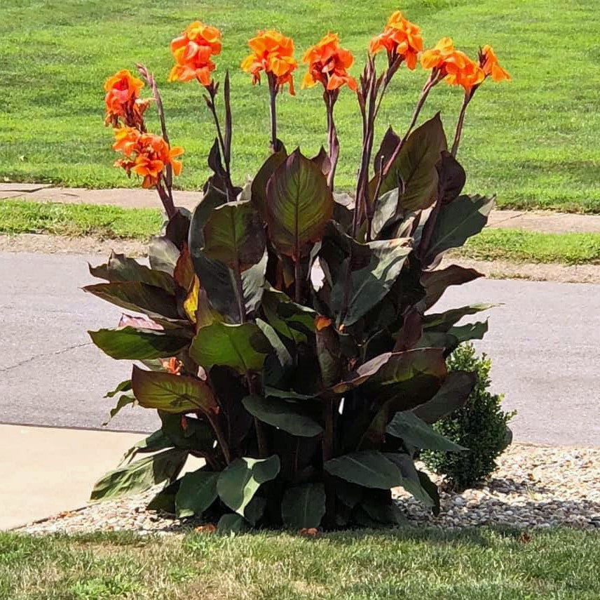 Wyoming Canna Flower Bulbs
